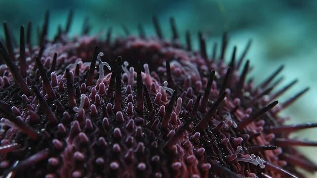 Close Up of a Purple Sea Urchin Underwater with Tentacles Extending Outward Amidst a Turquoise Water Scene Perfect for Marine Biology and Ecological Awareness