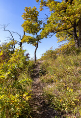 Autumn walks in the autumn park in the morning in the alpine area of the mountain range