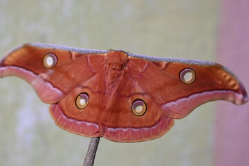 Antheraea yamamai moth. Its Common names  Japanese silk moths and Japanese oak silkmoth. This ...