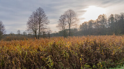 autumn swamp in the forest