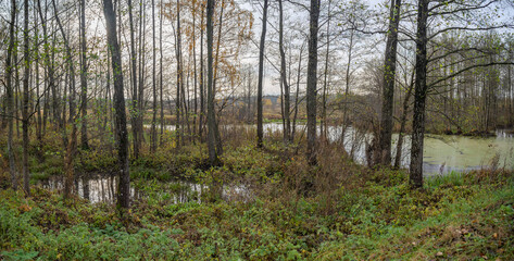 autumn swamp in the forest