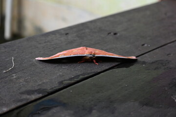 Antheraea yamamai moth. Its Common names  Japanese silk moths and Japanese oak silkmoth. This ...
