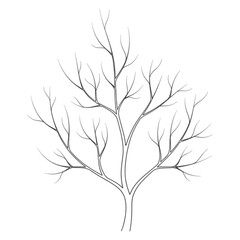Obraz premium Bare Branch Sketch vector illustra: A delicate sketch of a bare tree branch, its intricate network of twigs and branches reaching gracefully. It’s perfect for adding an artistic touch to your designs.