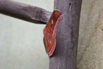 Antheraea yamamai moth. Its Common names  Japanese silk moths and Japanese oak silkmoth. This ...