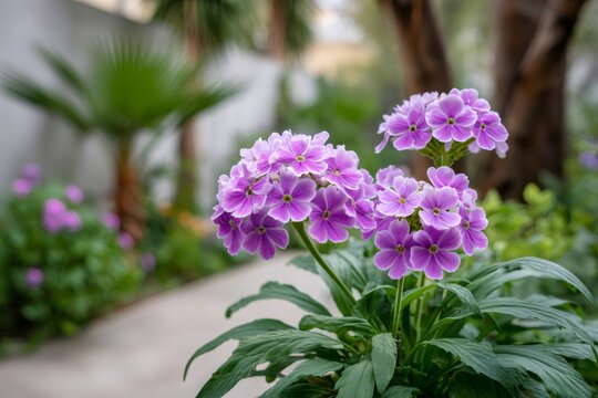 Purple polyanthus primrose flowers blooming in garden