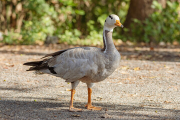 A bar-headed goose stands on a gravel path, its distinctive white head with black bars and an orange beak clearly visible. Its pale gray body and orange webbed feet are highlighted against the dappled