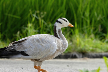 A bar-headed goose stands on a gravel path, its distinctive white head with black bars and an orange beak clearly visible. Its pale gray body and orange webbed feet are highlighted against the dappled