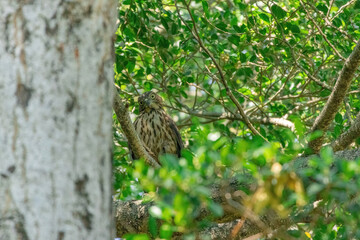 A crested goshawk, a medium-sized raptor, perched on a tree branch amidst lush green foliage. The goshawk has distinctive dark brown feathers with lighter bars and a prominent crest on its head.
