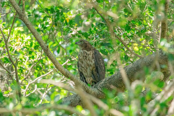 A crested goshawk, a medium-sized raptor, perched on a tree branch amidst lush green foliage. The goshawk has distinctive dark brown feathers with lighter bars and a prominent crest on its head.