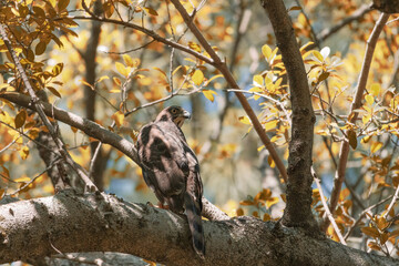 A crested goshawk perches on a tree branch, its eyes surveying the golden-leaved canopy around it. The dappled sunlight highlights its patterned feathers, blending it with the autumnal background.