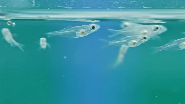Close Up Transparent Glass Catfish School Swimming Peacefully in Clear Water with Teal Green Backdrop for Nature Aquarium and Undersea Marine Life Educational Content 198 Characters