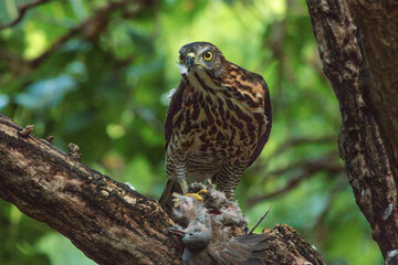 A crested goshawk stands on a branch, its fierce yellow eyes locked forward, gripping its prey with sharp talons under the soft green forest light.