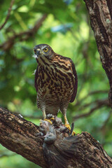 A crested goshawk stands on a branch, its fierce yellow eyes locked forward, gripping its prey with sharp talons under the soft green forest light.