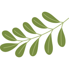 A Delicate Green Olive Branch with Multiple Leaves on a Transparent Background Ideal for Naturalistic Designs