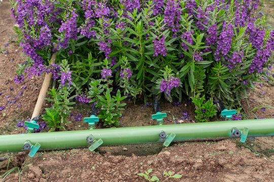 Agricultural Machinery, Agriculture, Close-up, Color Image, Crop - Plant