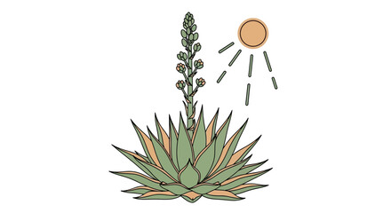 Minimalist illustration of an agave plant in bloom under a simplified sun graphic for design