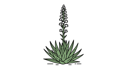 Line art illustration of blooming agave plant with its majestic flowering stalk
