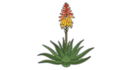 Striking vector illustration of a vivid aloe plant with vibrant flowers on white backdrop