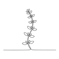 Minimalist Thyme Herb Sprig Line Drawing. Line art. Illustration
