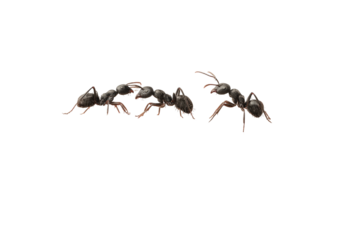 Four ants crawling, reddish legs, dark bodies