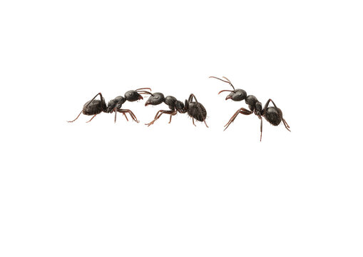 Four ants crawling, reddish legs, dark bodies