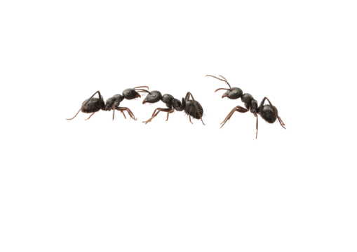 Four ants crawling, reddish legs, dark bodies