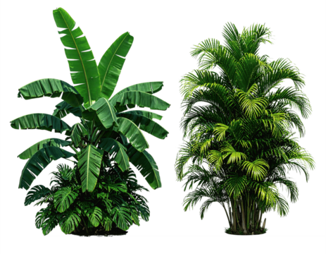 Your paragraph text - Lush Green Tropical Plants Bush — Two Vibrant Foliage Variations, isolated on transparent background
