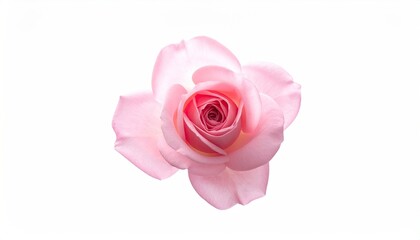 Delicate Light Pink Rose Bloom Isolated on White Background with Soft Petals and Detailed Center Captured in Soft Natural Lighting