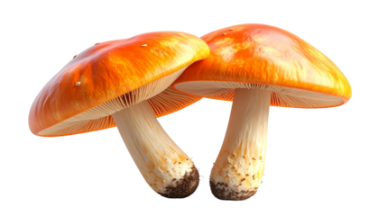 Orange-capped mushroom duo with white stems, isolated on transparent background
