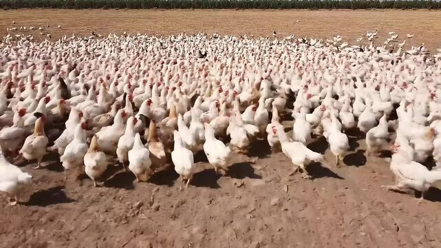 Large Broiler Chicken Flock Roaming Freely on Arid Farmland Under Bright Sunlight in Daytime Wide Shot View of White and Brown Poultry Farm Birds in Group For Commercial Livestock Industry