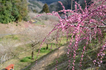 【奈良】月ヶ瀬梅林に咲く梅の花
