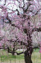 【奈良】月ヶ瀬梅林に咲く梅の花