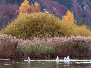 autumn at the lake with some swans