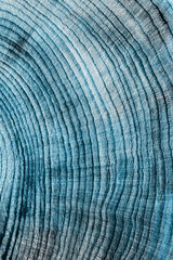 Blue Colored wooden background, aesthetic wood texture annual rings. Macro photo of cross section...
