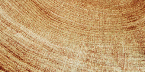 Close Up of Wooden Tree Rings with Natural Texture, Banner with tree rings at natural growth patterns and textures of wood. Circular lines and warm earthy tones, nature organic aesthetic background