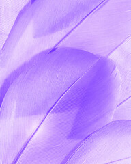 Nature pattern of bird feathers, beautiful natural texture with delicate detail, fluffy lilac pastel feather closeup. Abstract plumage macro photo. Smooth gradient color create romance, dreamy mood.