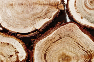 Wooden round wooden slices with bark as texture natural background, sawed wood logs as nature pattern. Cross-section of juniper. Aesthetic texture fon, environmental design, natural surface