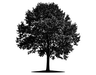 Fototapeta premium Black and white silhouette of a leafy tree with a thick trunk, isolated on white