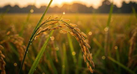 Golden Rice Ear at Dawn A Symbol of Harvest and Prosperity