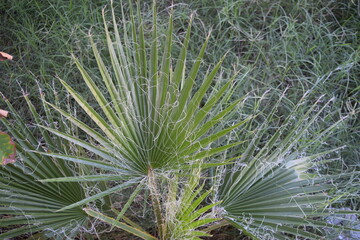 Fan Palm