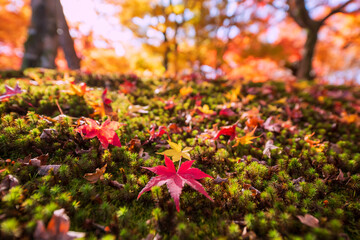 Maple fallen leaf in autumn garden at Tofuku-ji temple, Kyoto, Japan