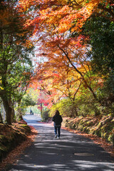Japanese woman walk through fall maple tree tunnel, Kyoto