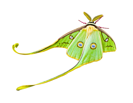 Luna Moth in Flight: This close-up showcases a magnificent luna moth, its delicate wings unfurled in flight, revealing intricate patterns and vibrant colors, and its long, elegant tail.