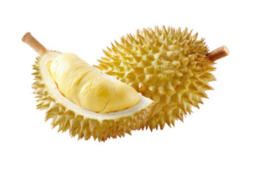 Durian spiky outer shell, creamy pale yellow interior