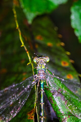 雨に濡れたオオアオイトトンボ
