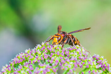 花の蜜に集まるスズメバチ
