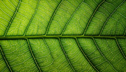 Macro Close-Up of Green Leaf Venation with Reticulate Pattern and Midrib — High-Resolution Botanical Texture Background for Eco, Wellness, Packaging, Print, and Web Design Projects