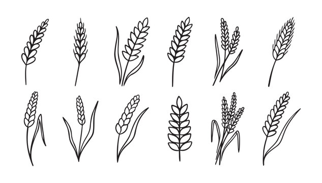 wheat and rye ripe doodle hand drawn icon set. Outline drawing wheat and rye ripe line clipart symbol collection