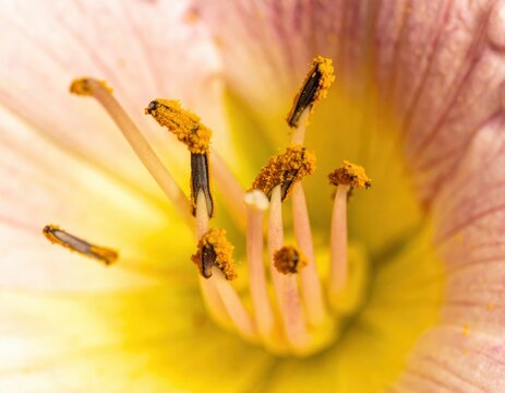 Macro close-up of lily flower stamen with golden pollen grains - Powered by Adobe