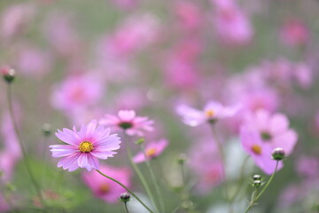 日本の秋に咲いたコスモス